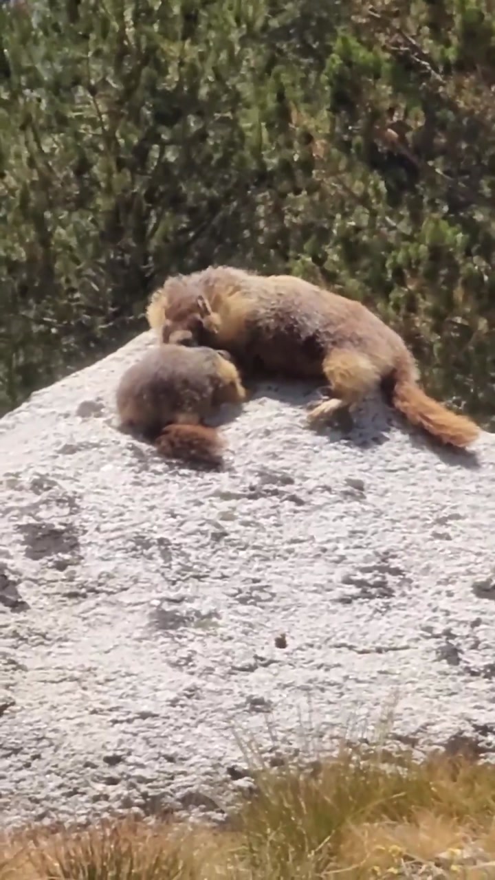 Marmot & baby on John Muir Trail 🦫🌲