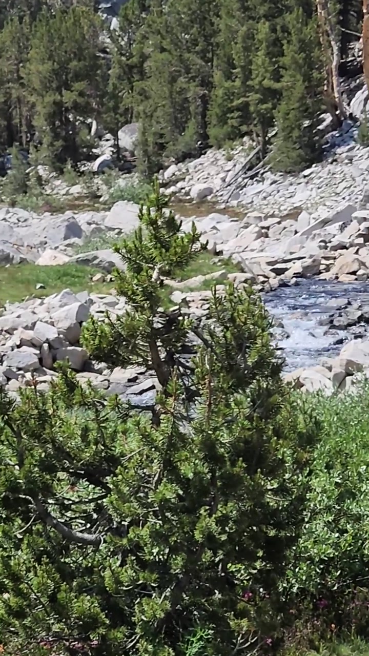 Alpine Creek by Meadows🌱 & Flowers🥀
