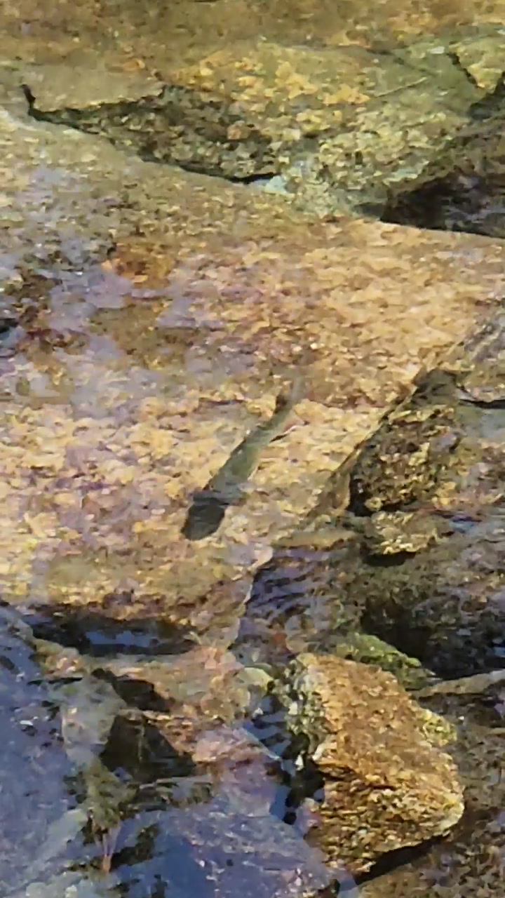 High‑Altitude Alpine Fish 🐟