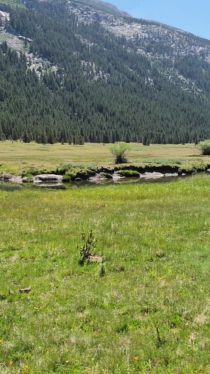 Lyell Creek Passing through Meadows🌿