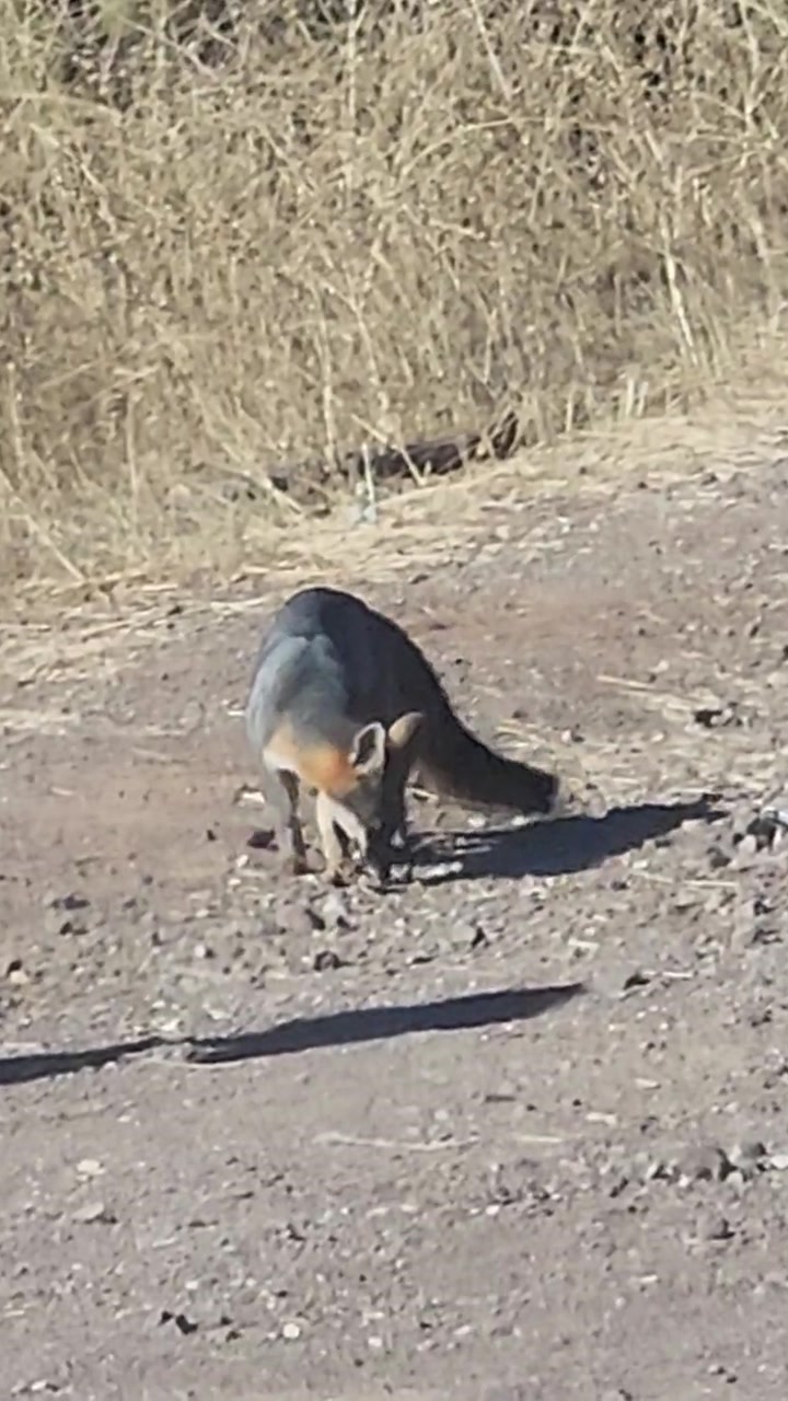 Gray Fox in Santa Monica Mountains